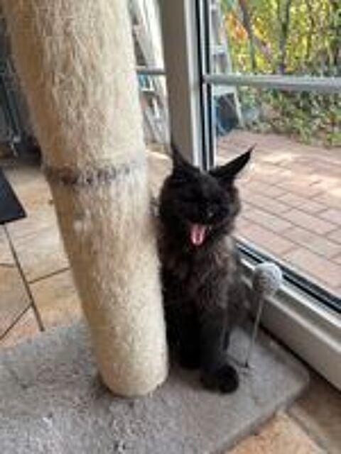   Chaton Maine Coon polydactyle 