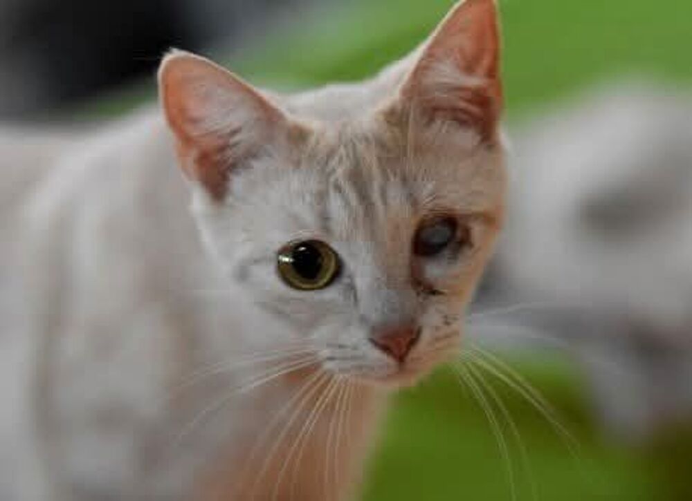   FIRA 