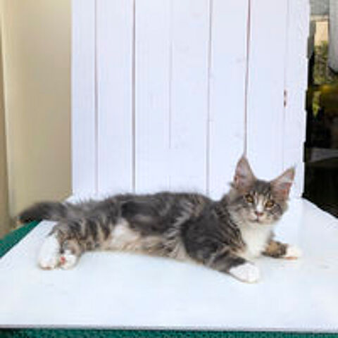   Chaton Maine Coon disponible - LOOF 