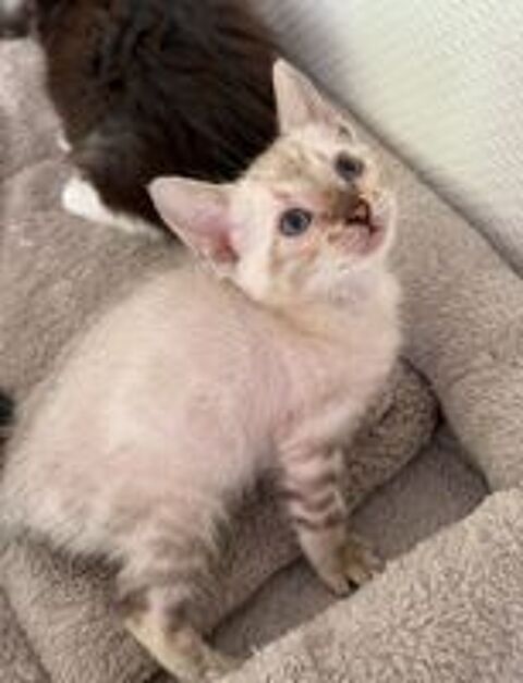   Chatons Bengal LOOF & Snow / Silver / brown & Prestigieuses origines & qualit expo 