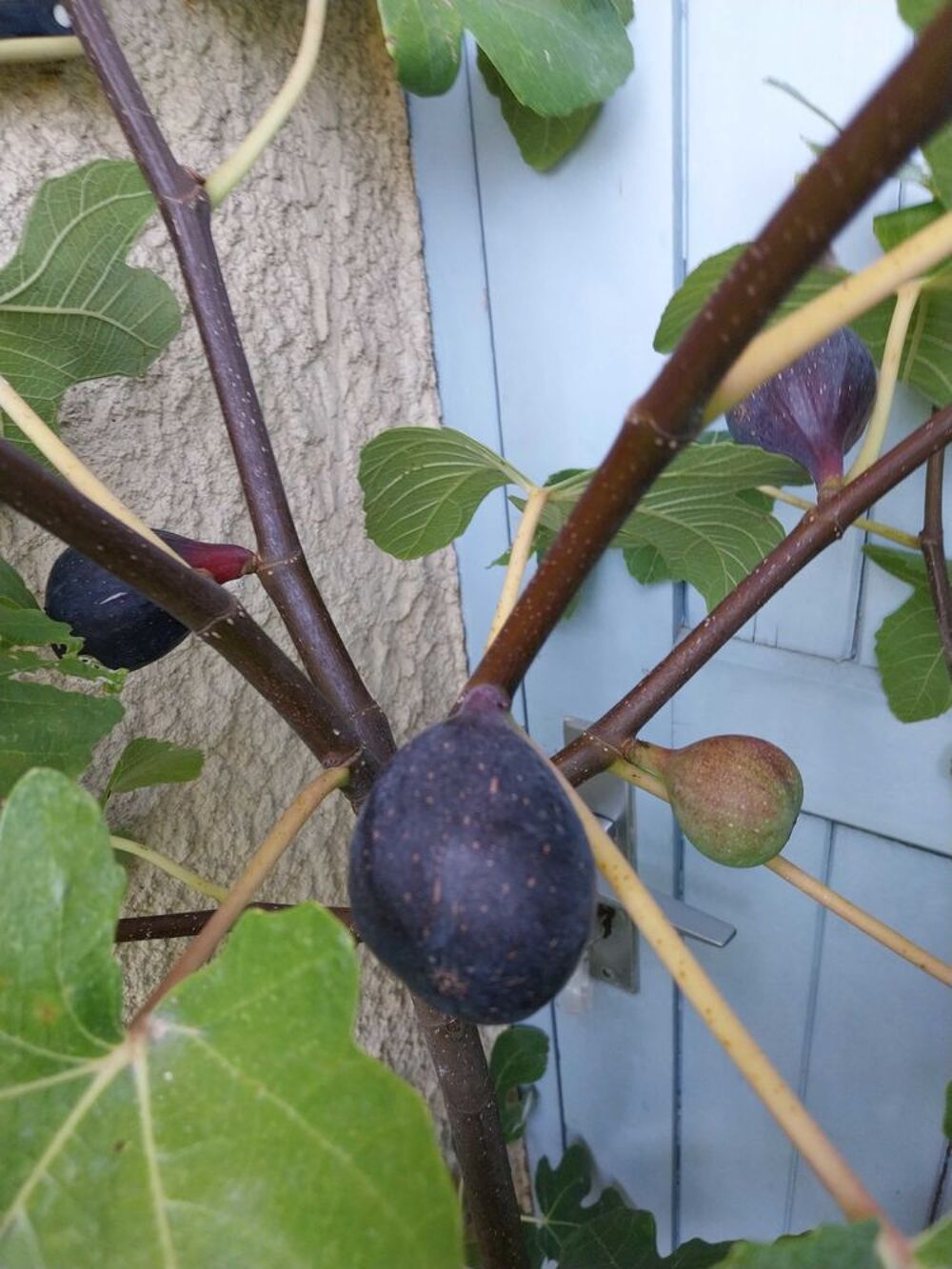 1 ou 2 ou 3 Figuiers biferes fruits pourpre hauteur entre 1m60 et 1m90 pot 20l Jardin