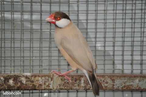 Je recherche un Padda de Java Brun mâle 0 40500 Saint-sever