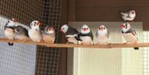   Couples de mandarins  