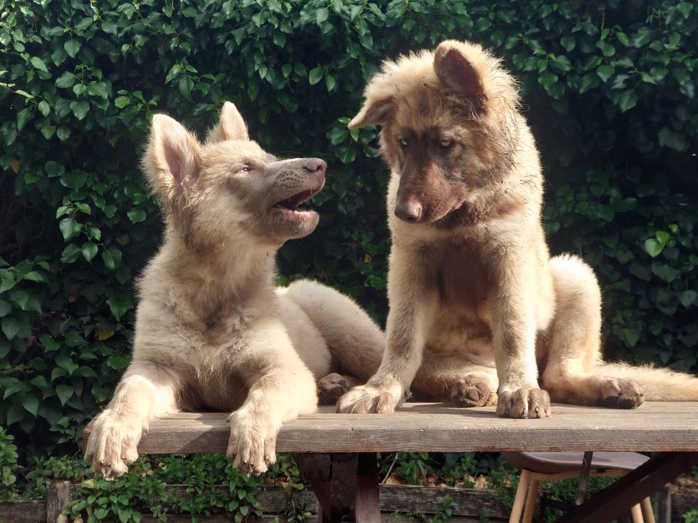   Chiots berger allemand ancien type 