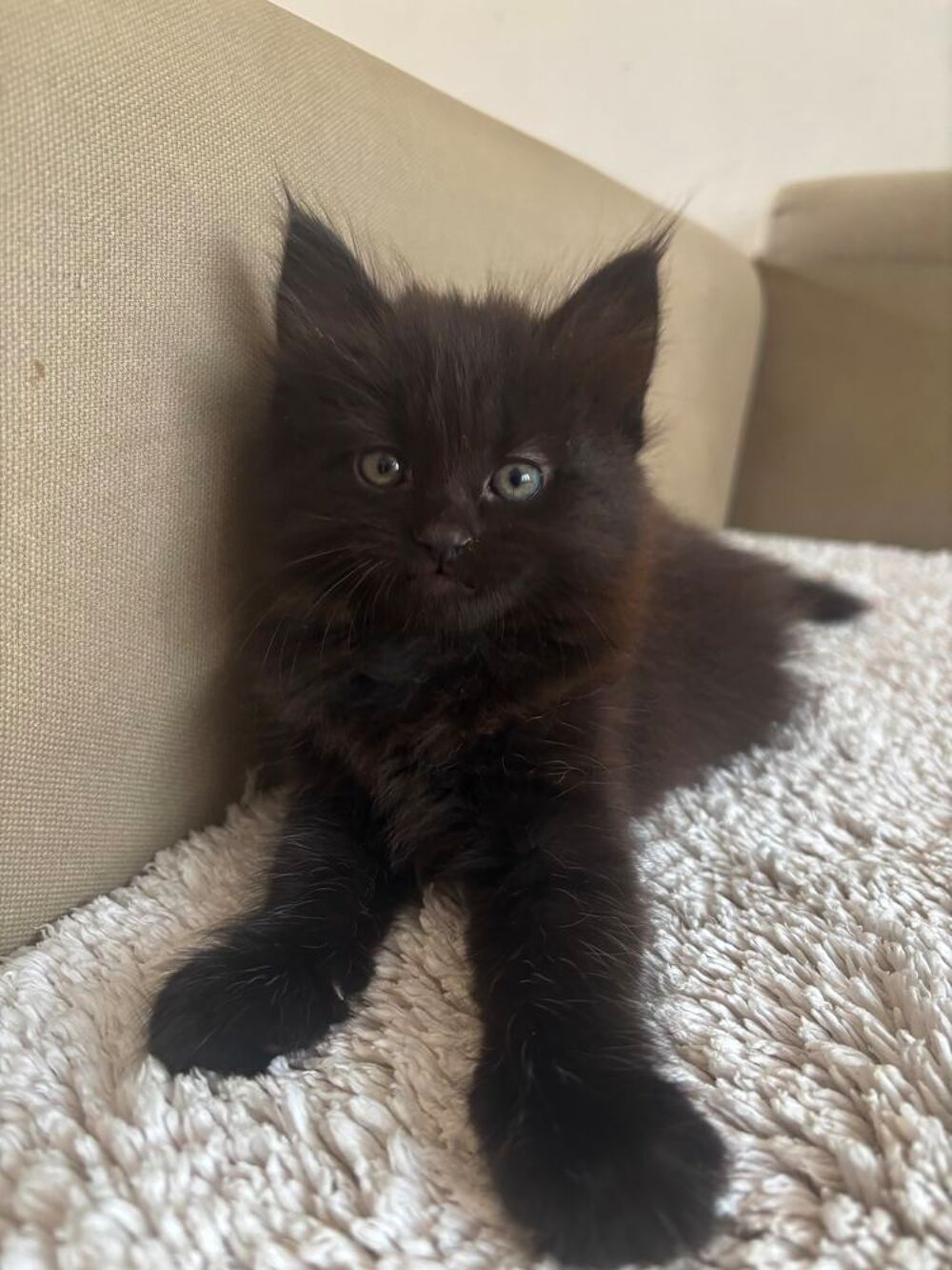   CHATON 2 MOIS 
