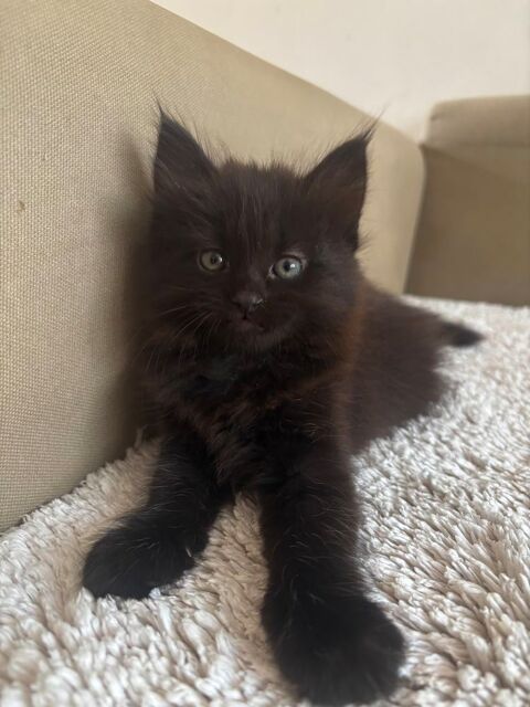CHATON 2 MOIS 0 73000 Chambéry