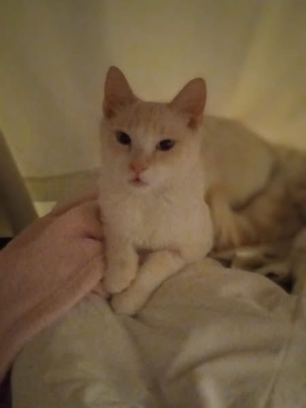   VICTOR 
