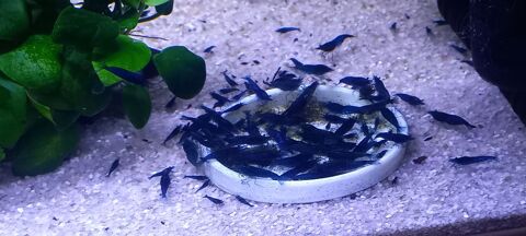 Crevettes blues Dreams 3 37270 Athe-sur-cher