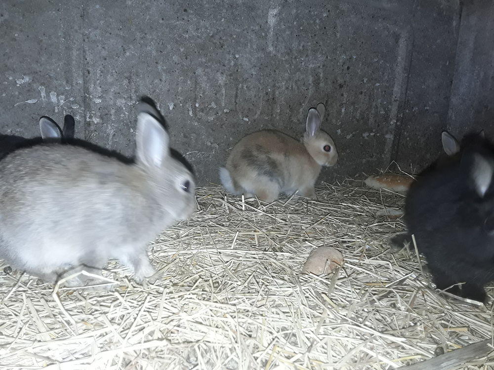   Lapin nain 