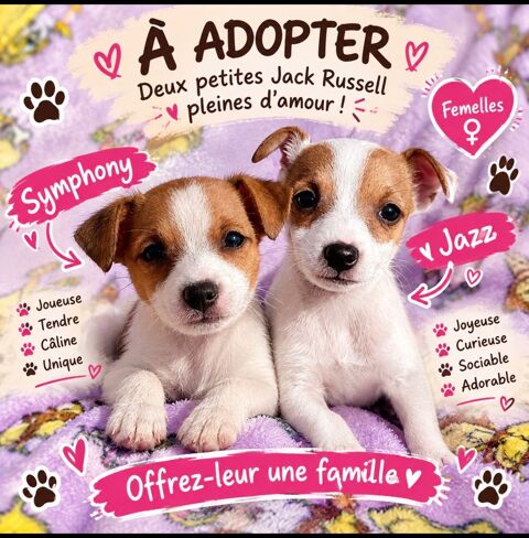 Jack Russell terrier 650 91130 Ris-orangis
