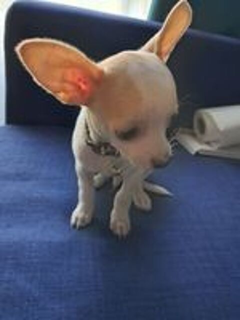   Chiot Chihuahua . 