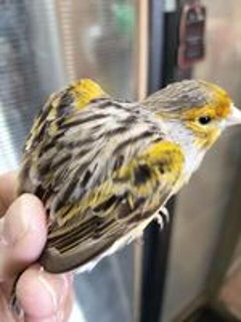   canaris 