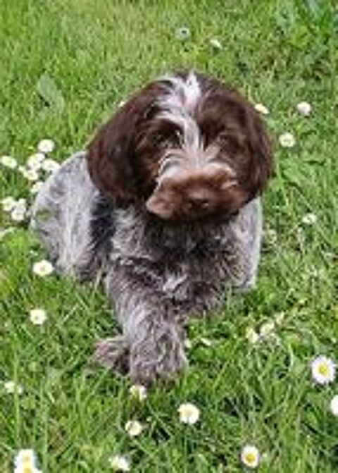   chiots Griffon Korthals 