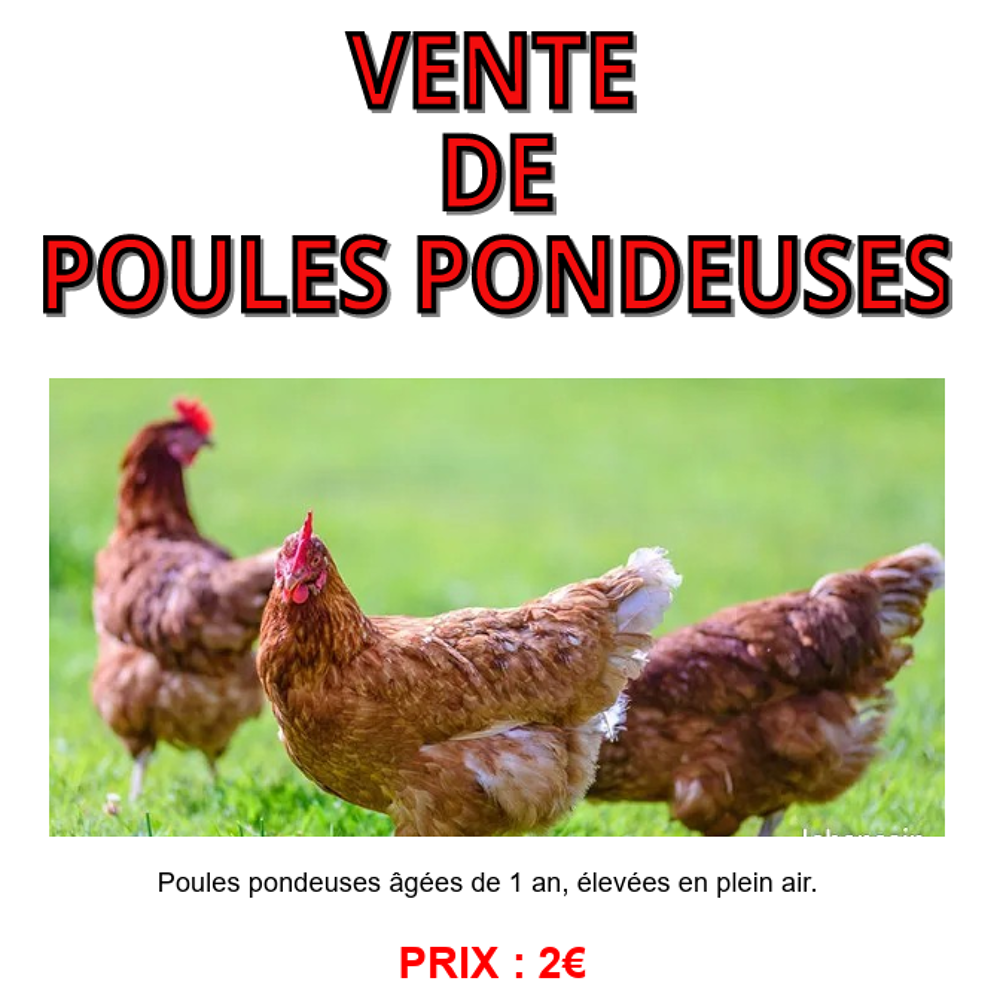   Poules pondeuses 