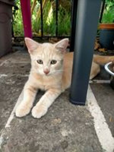   Chatons cherchent famille pour adoption responsable 