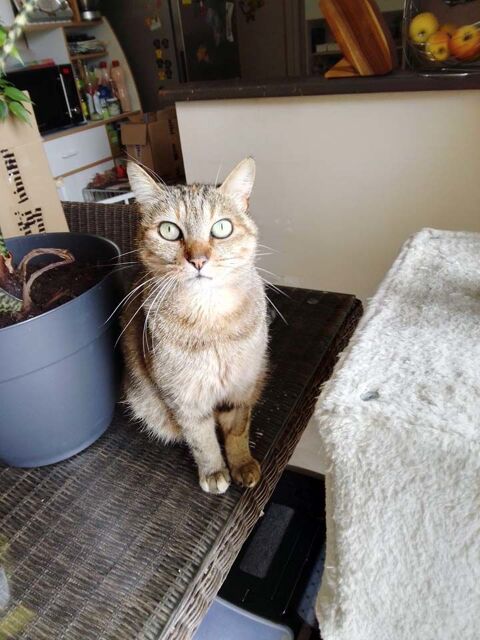 ORIA, magnifique chatte tigre  adopter via l'association UMA 18700 Aubigny-sur-nre