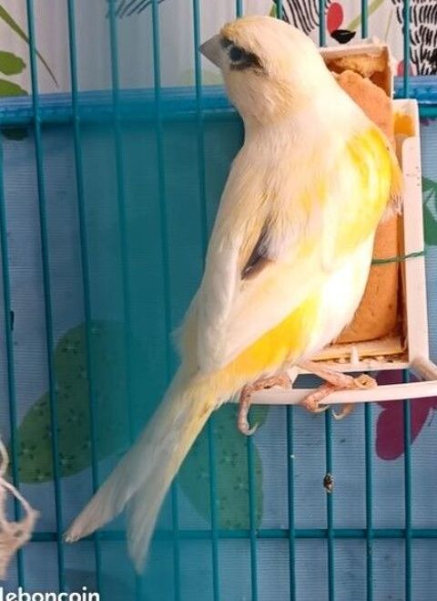 Canaris m&acirc;les - n&eacute;s d&eacute;but 2025 45 68600 Volgelsheim