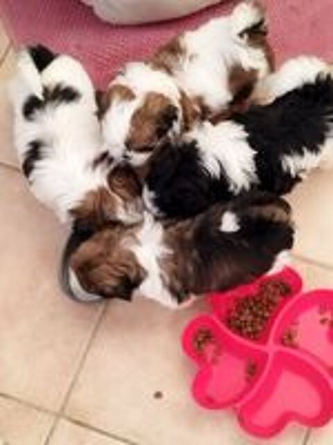  Femelles shih tzu à réserver 