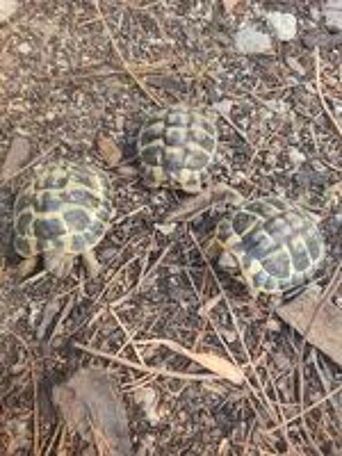   Tortue de terre  