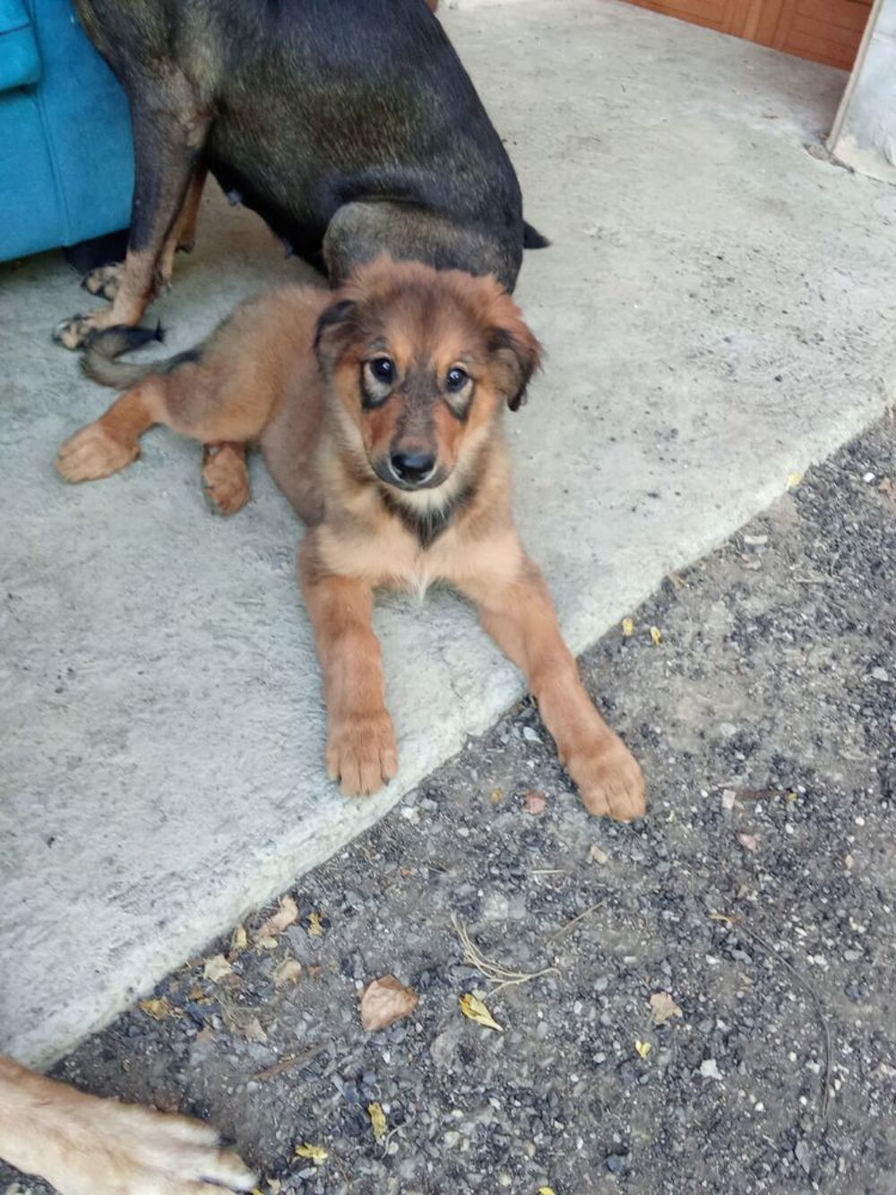   Chiot 3 mois 