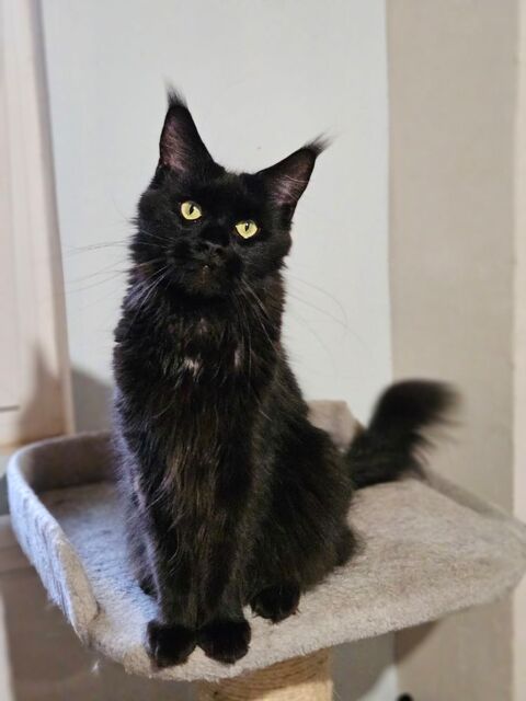 Femelle maine coon loof 450 34220 Saint-pons-de-thomires