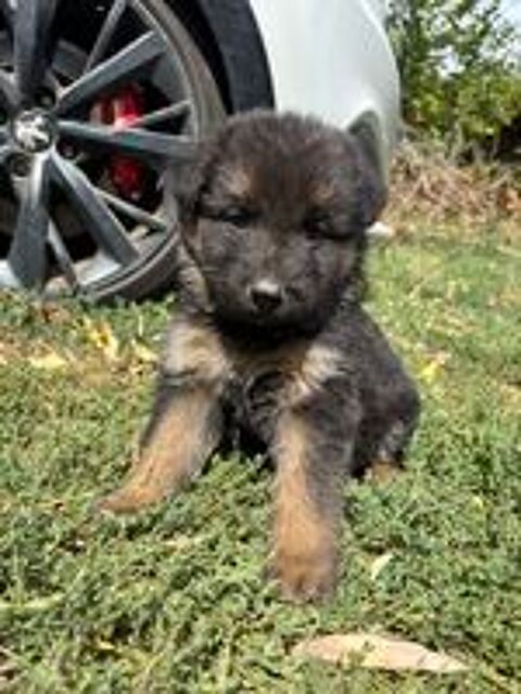   Chiot Berger allemand poil long  