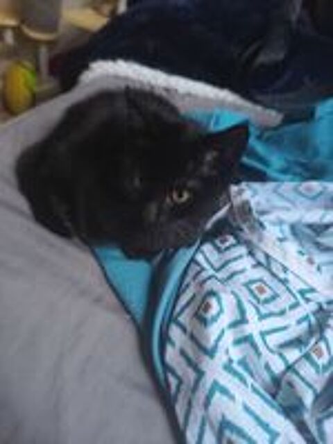  Chatons 2 mois 