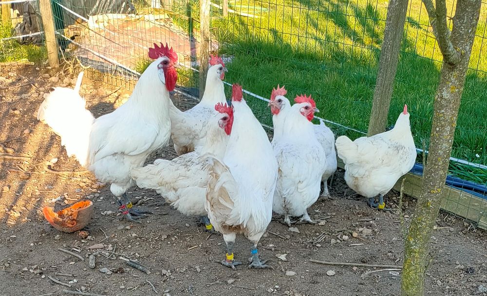   OEUFS FECONDES DE POULES DE BRESSE A PATTES BLEUES 