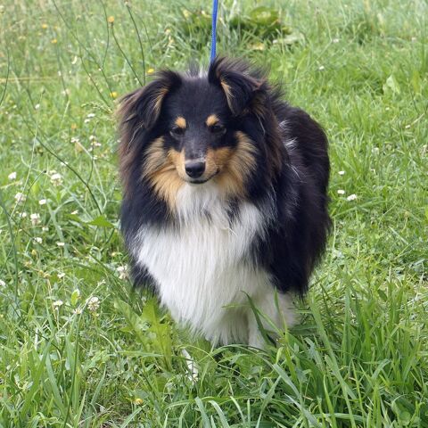 2 magnifiques chiots Shetland tricolores 1900 31190 Lagrce-dieu