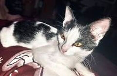   Chat PEPPER � l adoption 
