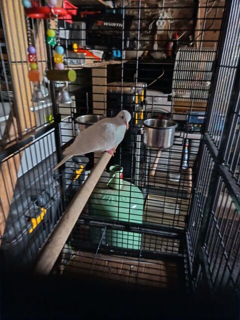 Tourterelle 4 49300 Cholet