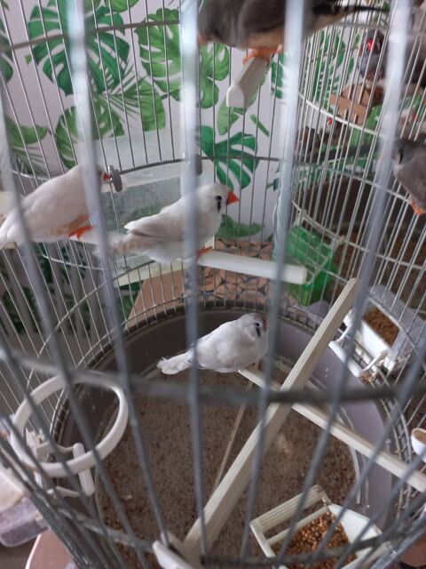 diamant mandarin 5 94440 Villecresnes