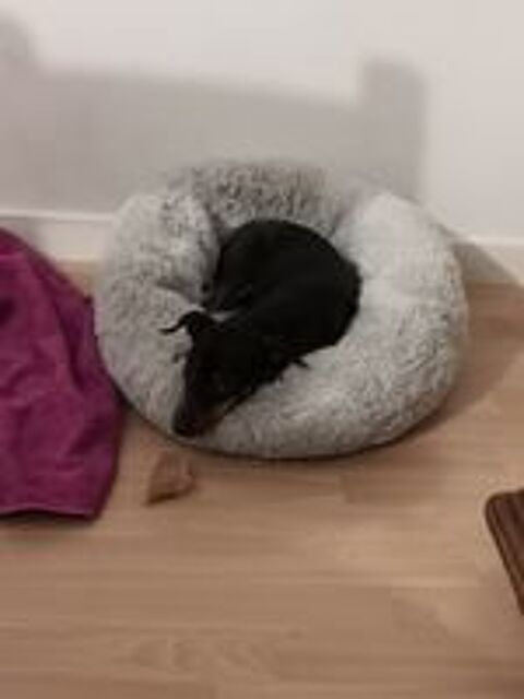   Pinscher moyenne  