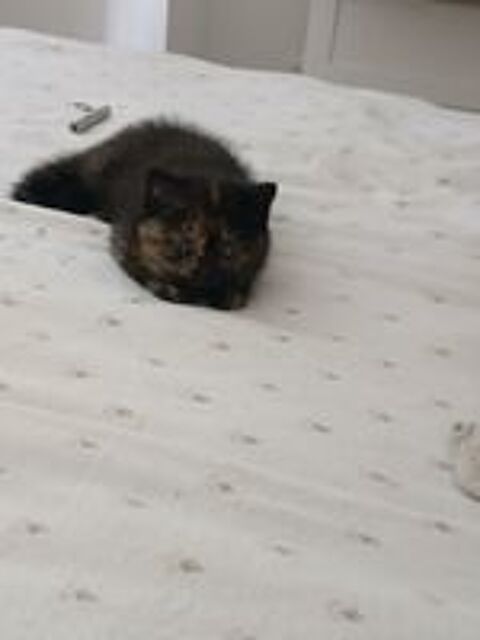   Chat persan exotic loof 