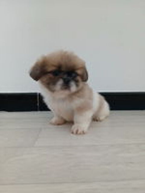   Chiot Pékinois 
