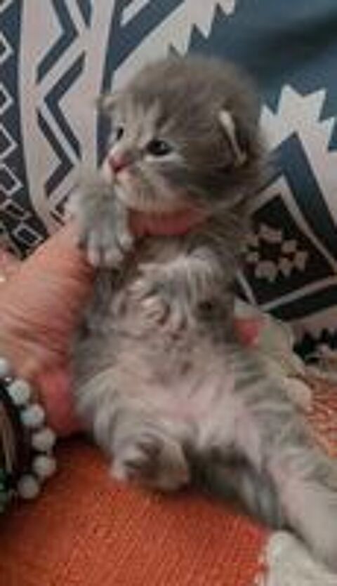   SUBLIME BEBE MAINE COON  LOOF FEMELLE BLEUE SILVER  