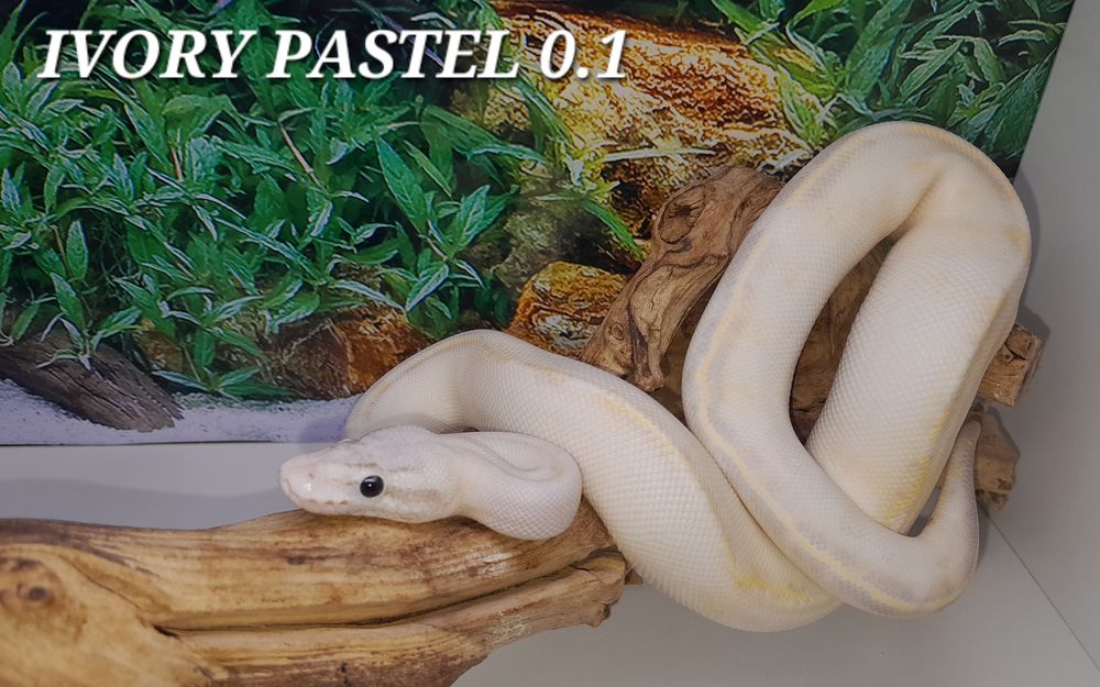   Python regius 