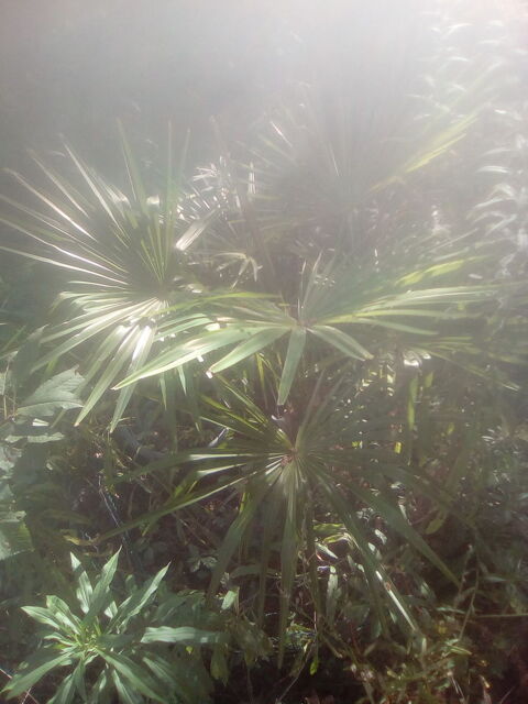 Palmier trachycarpus 70 Beauchamp (95)