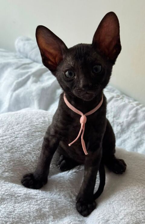 Chatons cornish rex 1900 30000 Nîmes