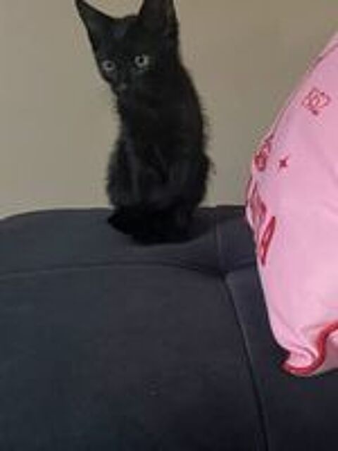   BLACKY 