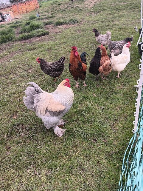 3 jeunes coqs d'ornement 60 32800 Eauze