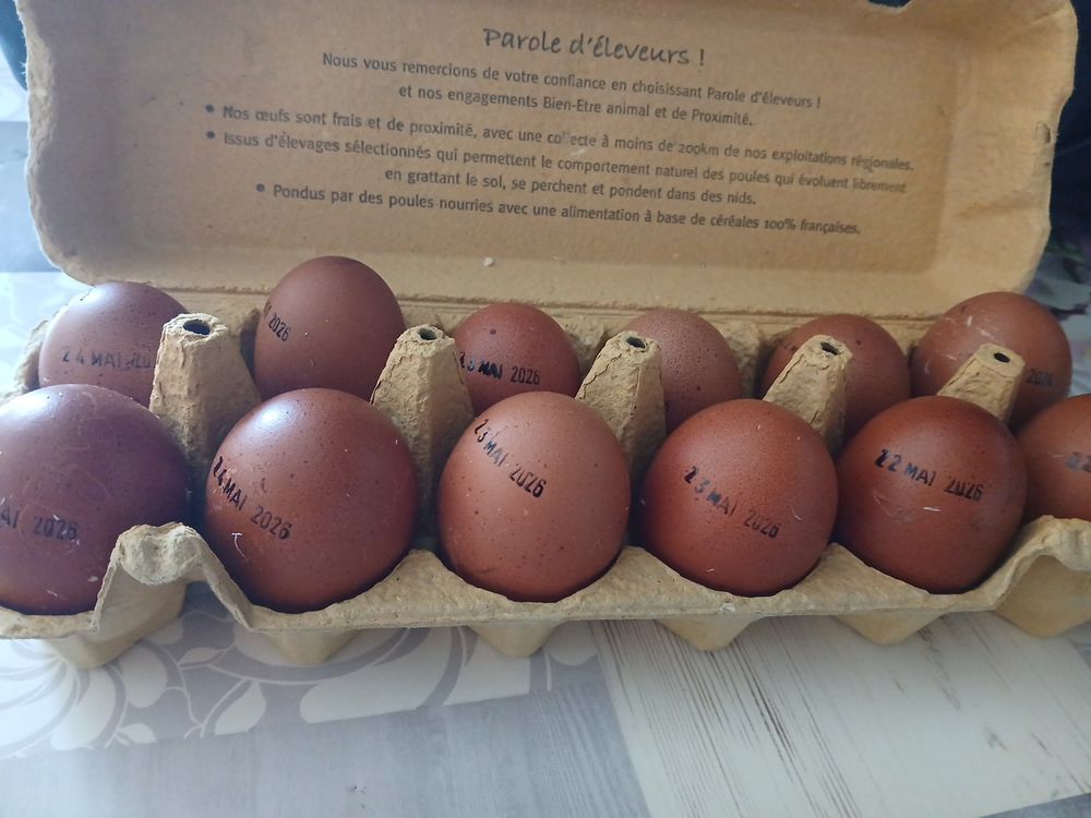   Oeufs fécondé marans  