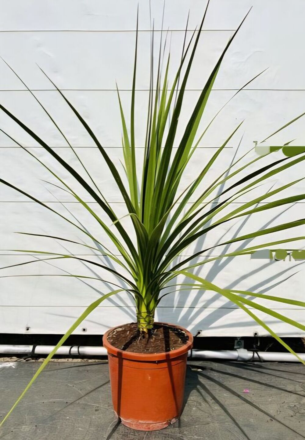 Arbuste cordyline Jardin