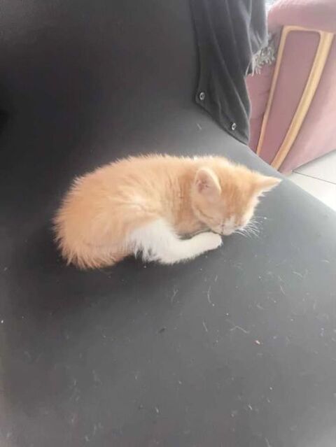 donne chatons 0 59400 Cambrai