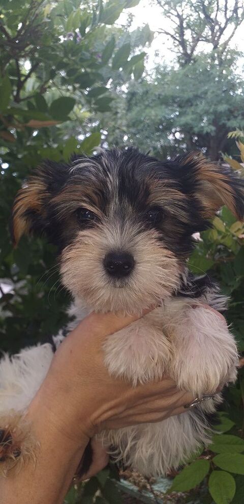 Magnifique bébés Biewer 1100 24110 Manzac-sur-vern