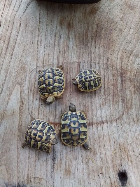 Bébé tortue 50 84450 Jonquerettes