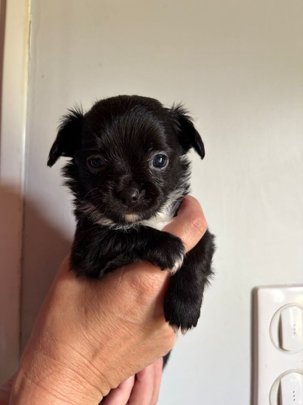   chihuahua 