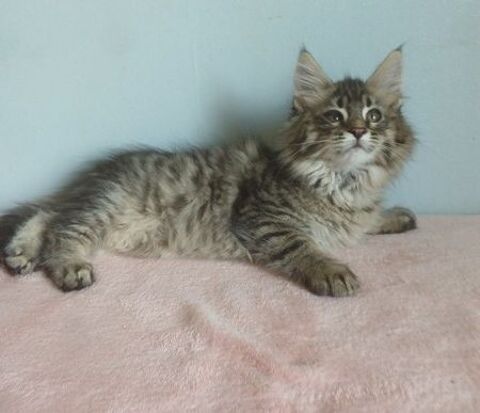 CHATONS MAINE COONS MALES ET FEMELLES 1200 69800 Saint-priest