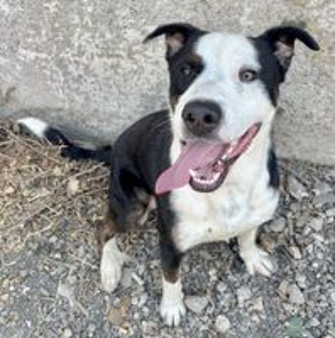   BALOU, croisé border collie, 10 mois  