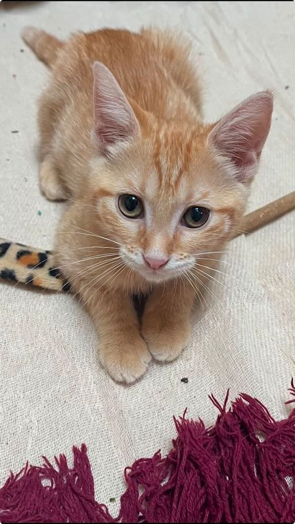   Balthazar un petit rouquinou prêt à rejoindre son foyer 